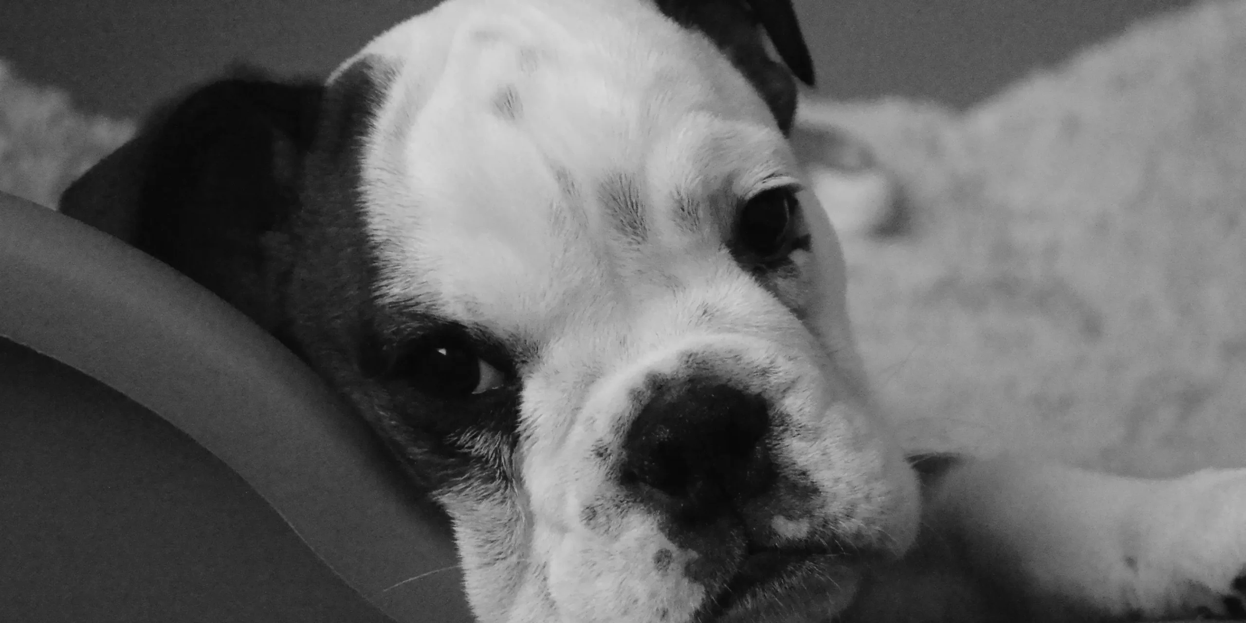 Dog Anxiety Solutions