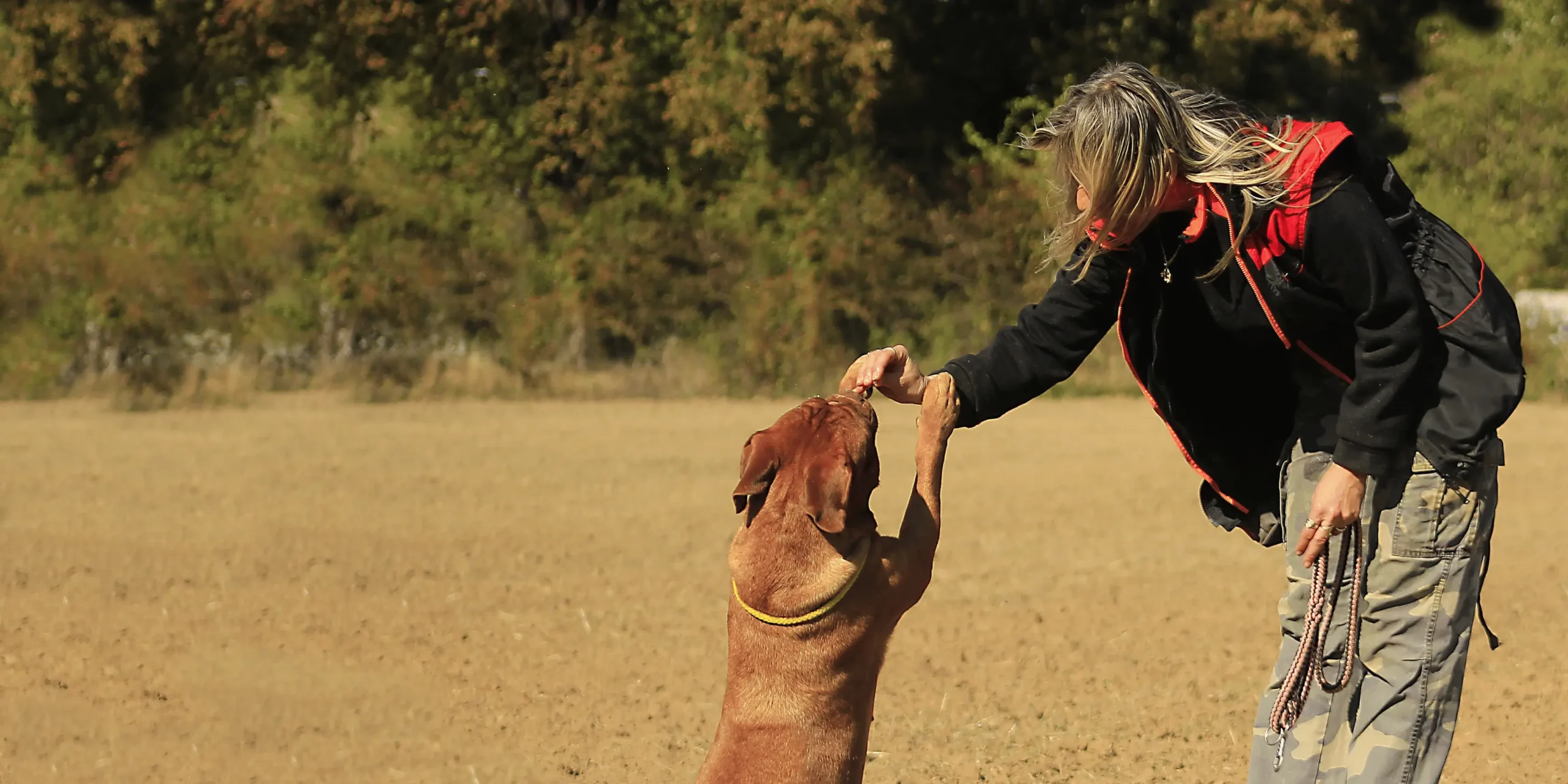 Difference Between Obedience and Behavior Control