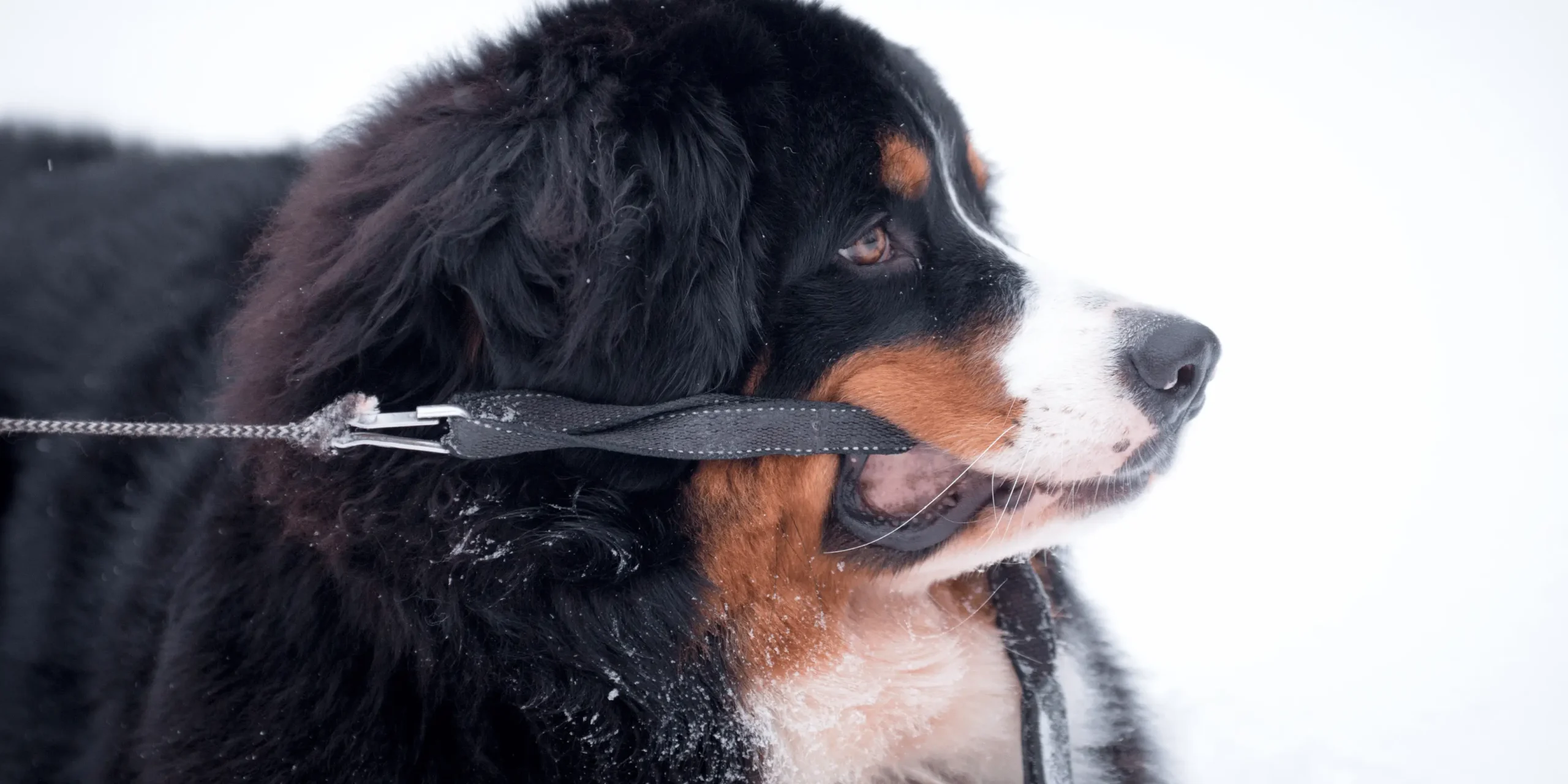 Why Dogs Become Reactive on Leash