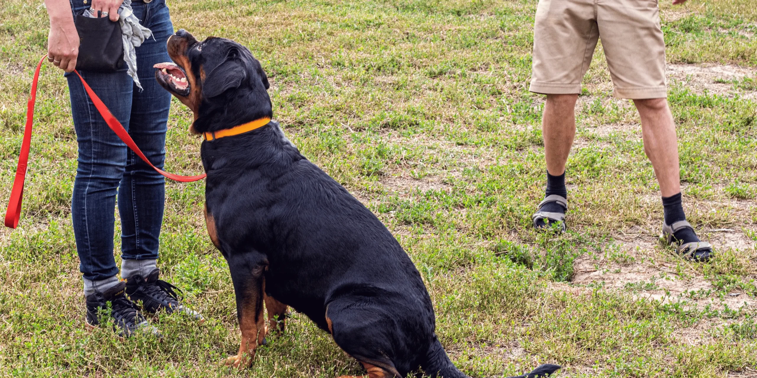 Why Your Dog Doesn't Come When Called