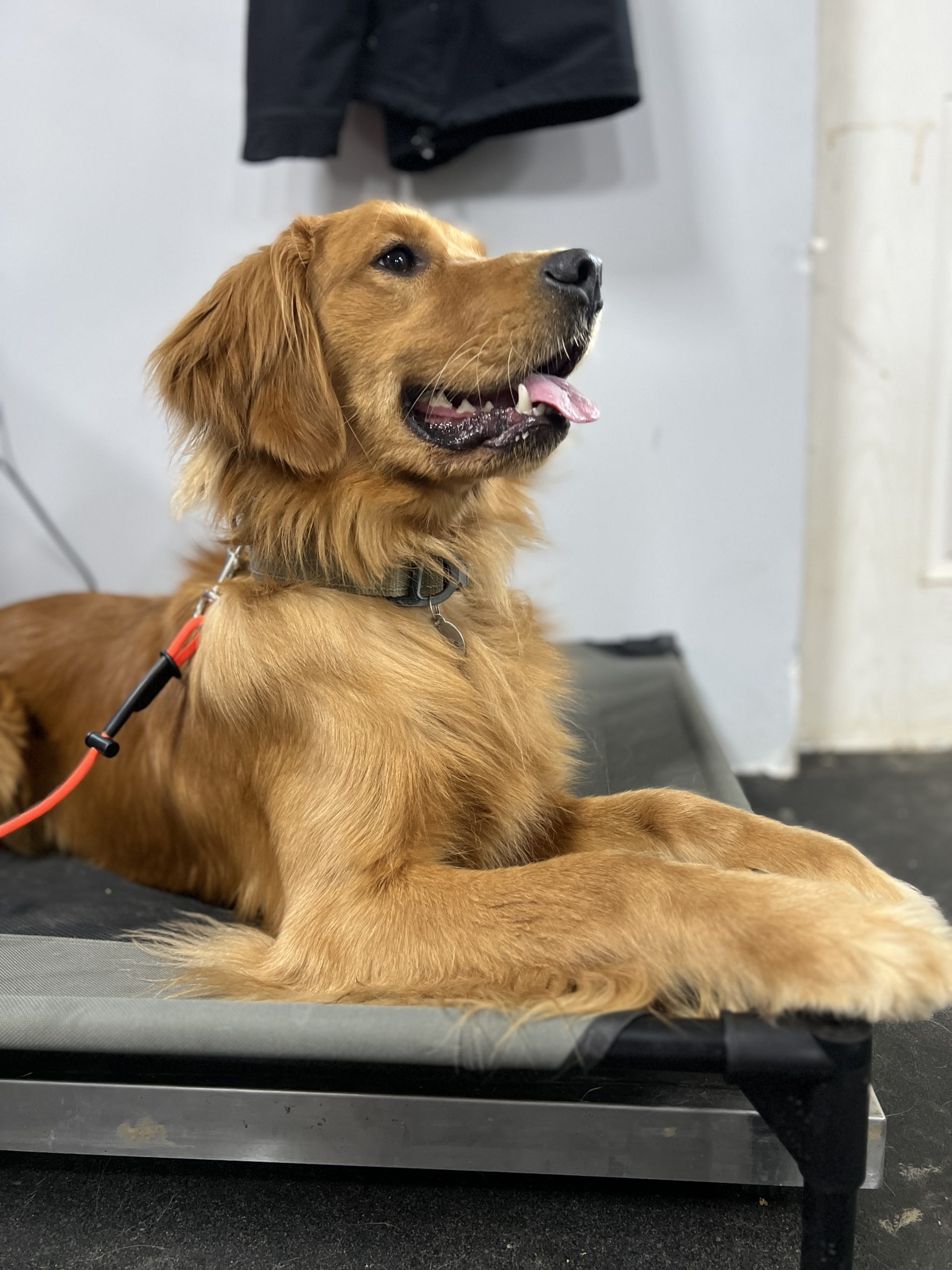 A trained golden retriever holding place at the Agoge facility
